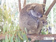 Schlafender Koala mit Bambus