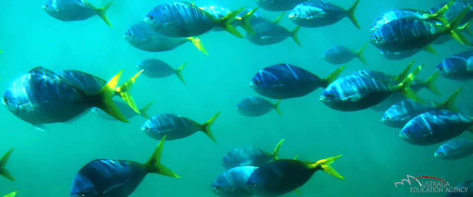 Schulausflug zum Great Bareer Reef, Cairns